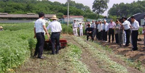 艾草種植生態(tài)模式助推農(nóng)業(yè)綠色發(fā)展